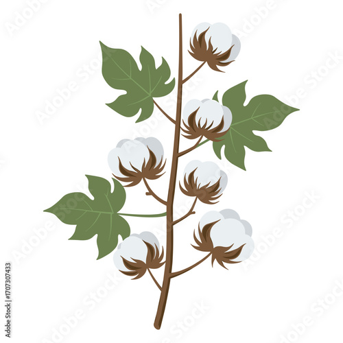 Cotton plant illustration with green leaves and white bolls – flat illustration