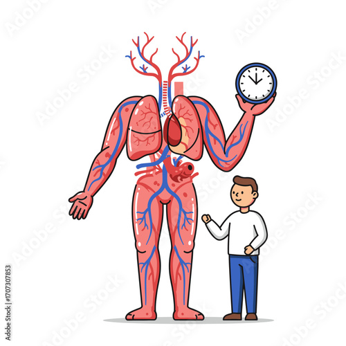 Circulatory anatomy with doctor holding clock
