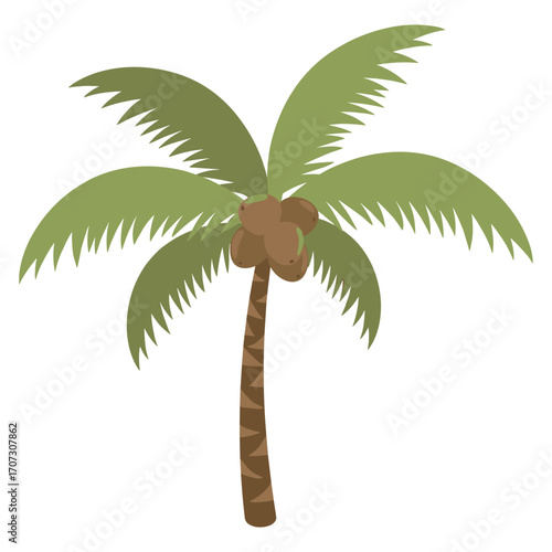 Tropical coconut palm tree with green fronds and brown coconuts – flat illustration