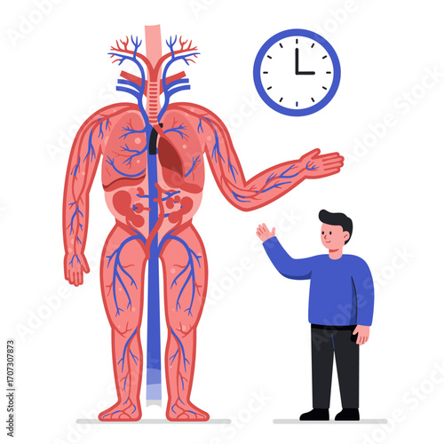 Human muscular and vascular system with clock