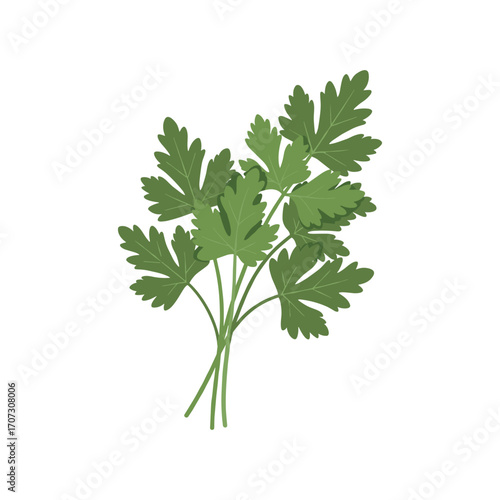 Fresh green parsley leaves – flat illustration