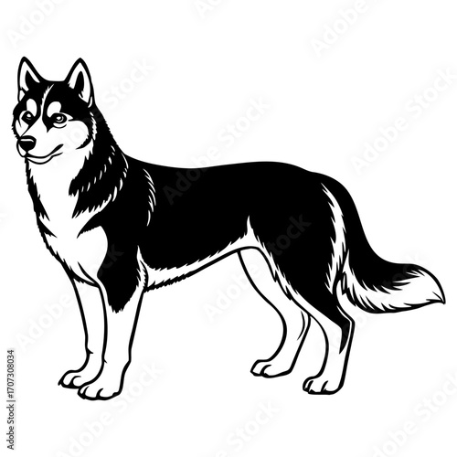 Black and white illustration of a siberian husky standing