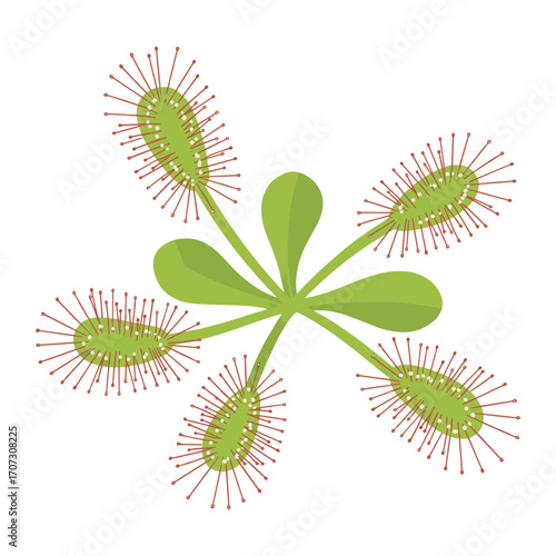 Flat design of carnivorous sundew plant with sticky tentacles and green leaves – flat illustration