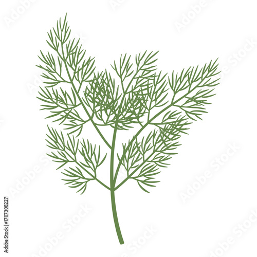 Detailed illustration of fresh dill herb leaves – flat illustration