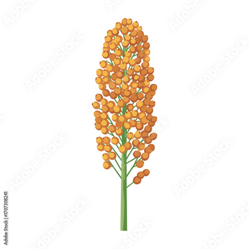 Illustration of sorghum plant with orange grain clusters – flat illustration