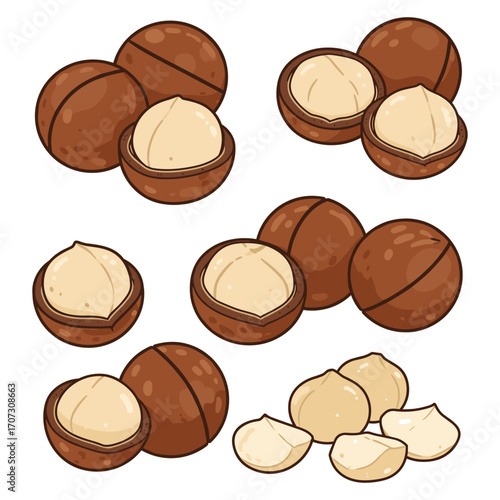 Illustration of macadamia nuts in shells and halves – flat illustration