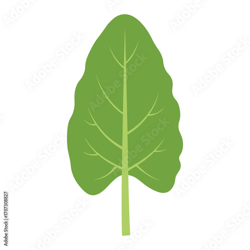 Simple green spinach leaf illustration with detailed veins – flat illustration