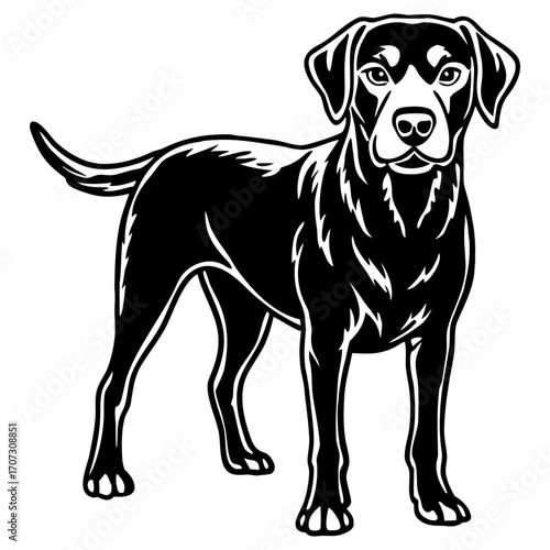 Black labrador retriever dog standing sideways