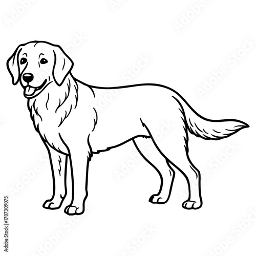 Playful labrador retriever dog standing sideways