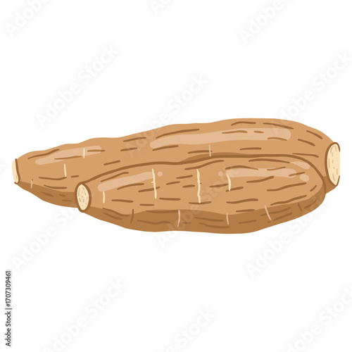Illustration of fresh cassava roots – flat illustration