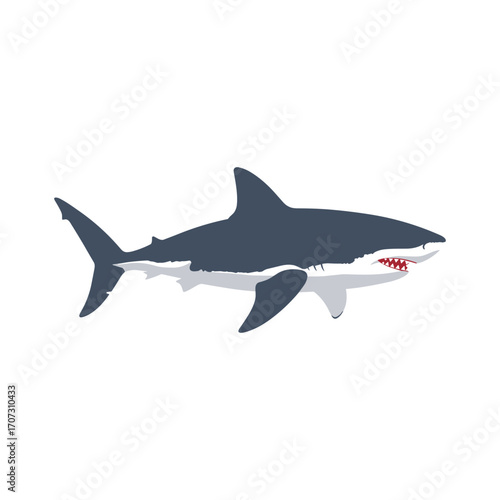 Great white shark illustration with open mouth and red gums – flat illustration