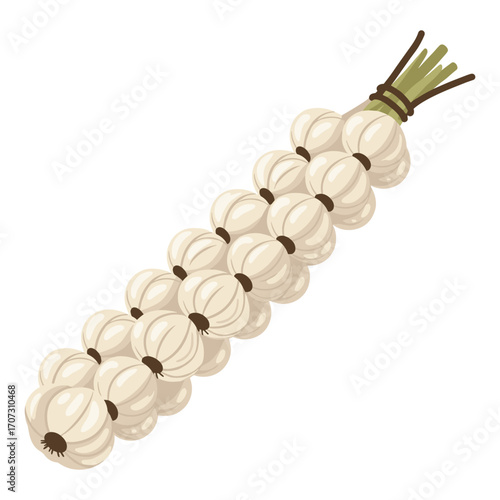 Bunch of fresh garlic cloves tied together for culinary use – flat illustration