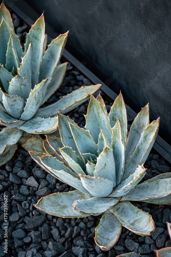 Fototapeta premium A plant with green leaves on a rocky area