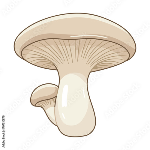 Illustration of white oyster mushrooms with smooth cap and gills – flat illustration