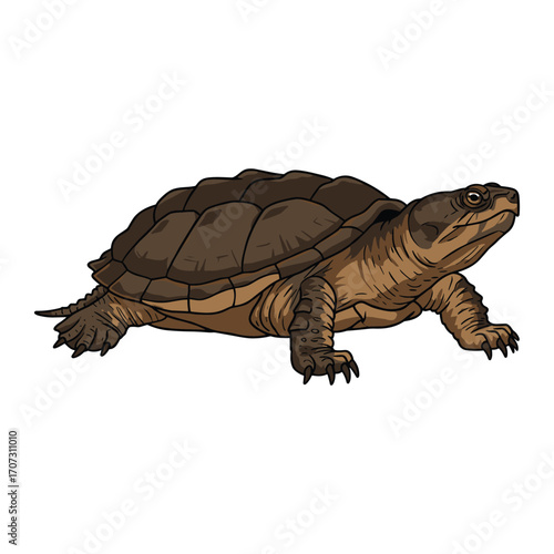 Detailed illustration of a snapping turtle – flat illustration