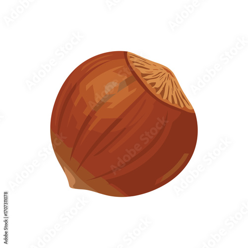 Realistic brown hazelnut – flat illustration