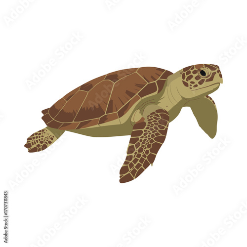 Sea turtle illustration with detailed shell and flippers – flat illustration