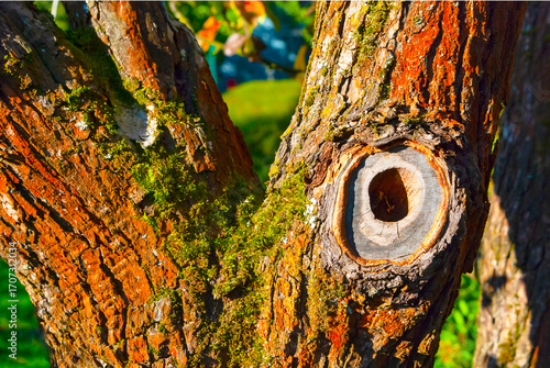 A hollow in an old pear tree