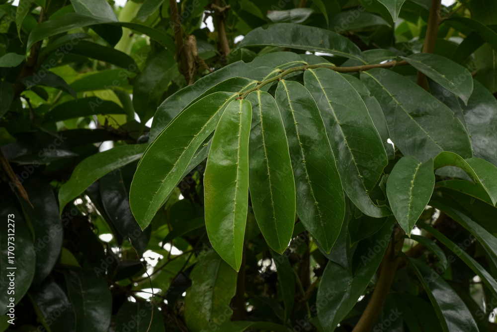 Fototapeta premium Soursop leaves (Annona muricata L) are a traditional herbal medicine ingredient.