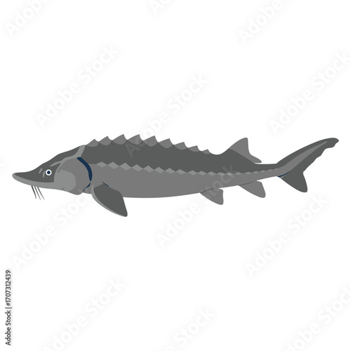 Detailed illustration of a sturgeon fish – flat illustration