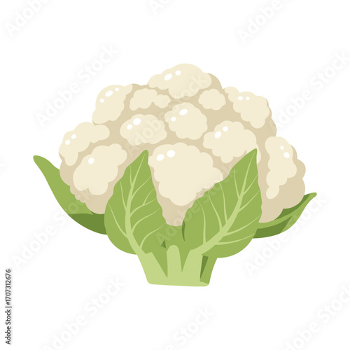 Fresh cauliflower with green leaves – flat illustration