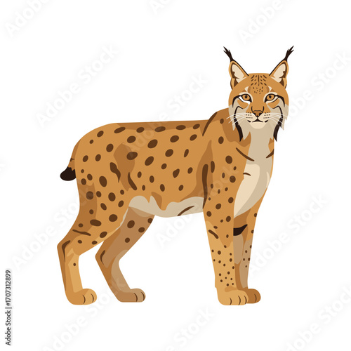 Illustration of a majestic eurasian lynx standing on a – flat illustration
