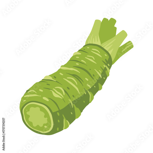 Fresh green wasabi root - spicy japanese condiment – flat illustration