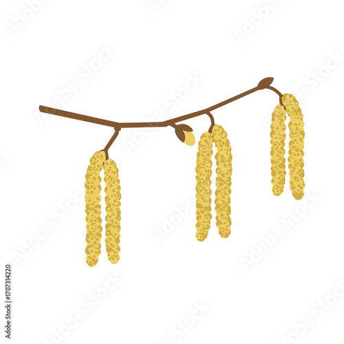 Hazel catkins on branch - early spring botanical illustration – flat illustration