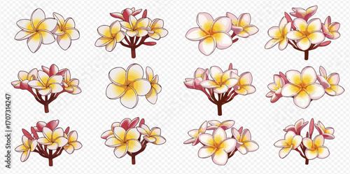 Twelve illustrations of plumeria flowers, showcasing variations in bloom and arrangement.