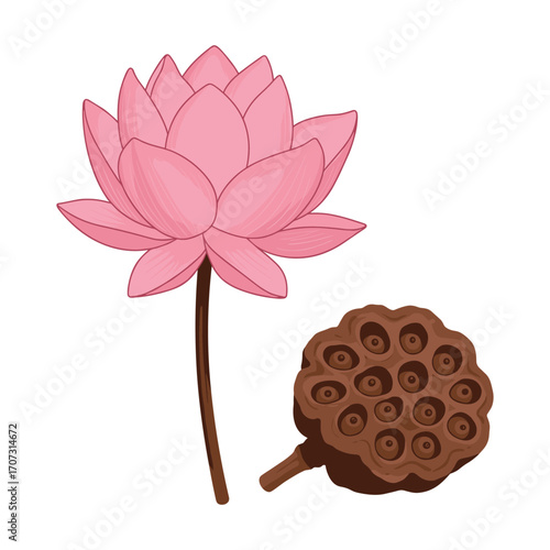 Pink lotus flower and seed pod illustration – flat illustration