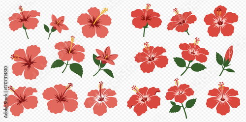 Collection of red hibiscus flowers in various stages, angles, and with leaves.
