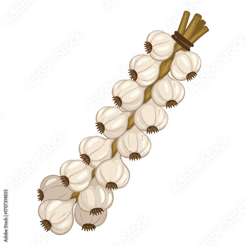 Hanging braid of fresh white garlic bulbs with stems – flat illustration