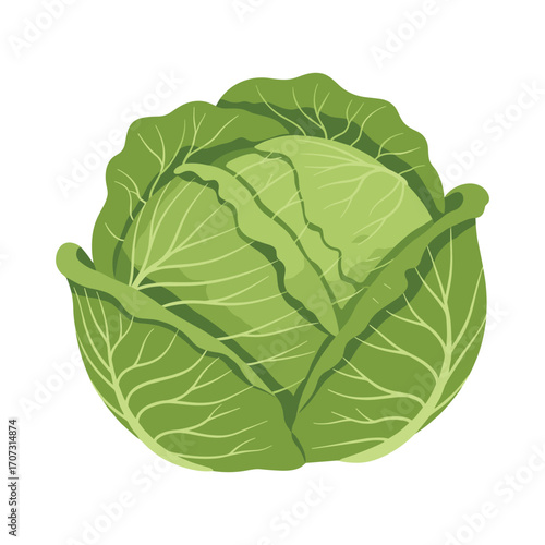 Fresh green cabbage with layered leaves – flat illustration