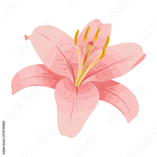 Pink lily flower on white background with detailed petals and stamen – flat illustration