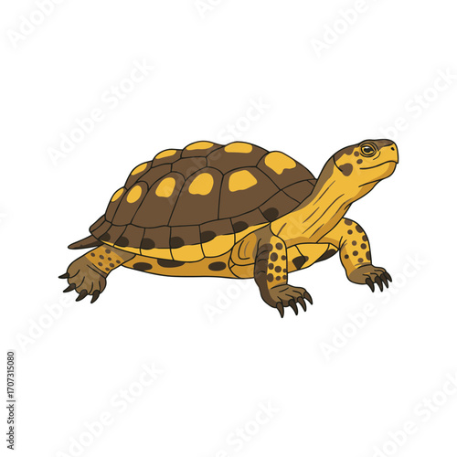 Illustration of a brown and yellow tortoise with unique shell patterns – flat illustration