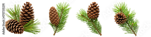 Collection of pine cones and pine leaves isolated on white or transparent background