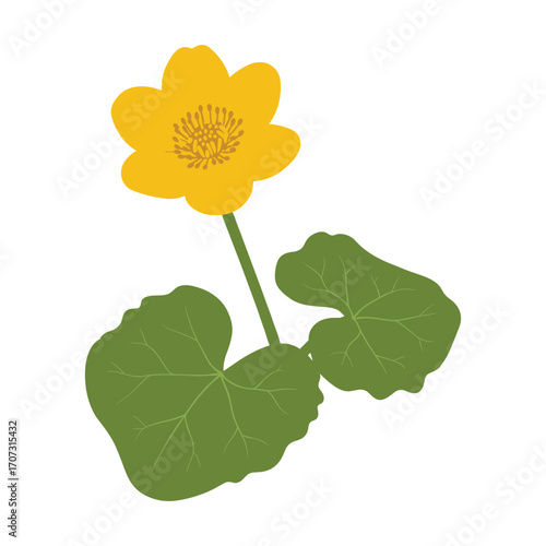 Vibrant yellow marsh marigold flower with broad green leaves illustration – flat illustration