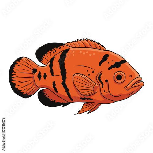 Vibrant orange oscar fish illustration with black stripes – flat illustration