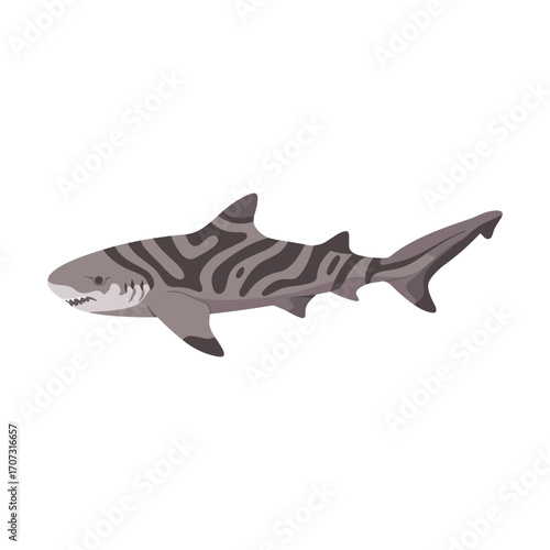 Tiger shark illustration with distinctive stripes – flat illustration