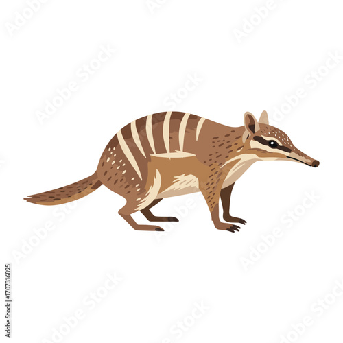 Illustration of a numbat: unique australian marsupial with stripes – flat illustration