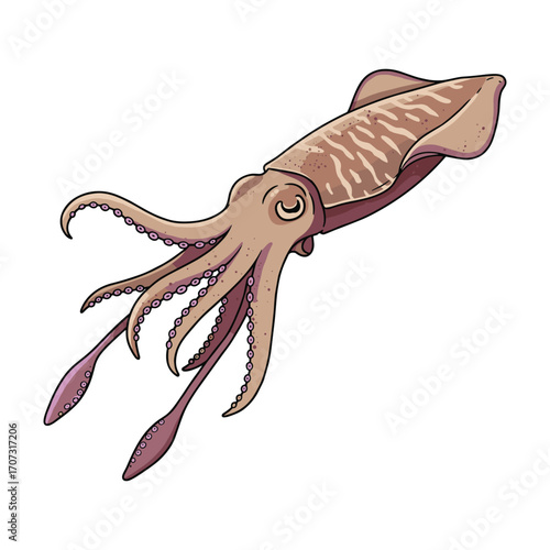 Detailed illustration of a cuttlefish with extended tentacles – flat illustration