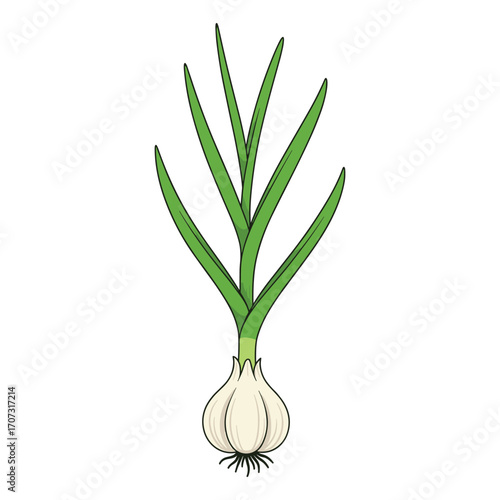 Illustration of green onion with white bulb and long green leaves – flat illustration