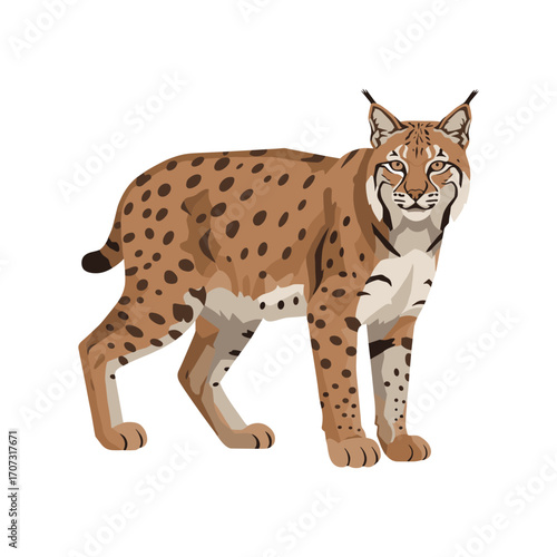 Illustrated eurasian lynx on white background with distinctive spotted fur – flat illustration