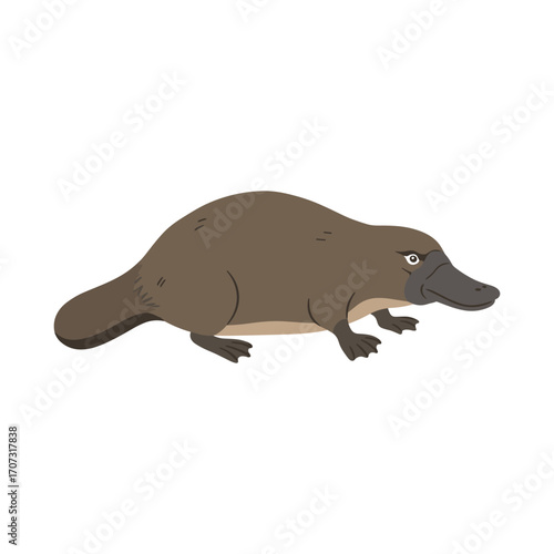 Cartoon platypus illustration on white background - cute animal design – flat illustration