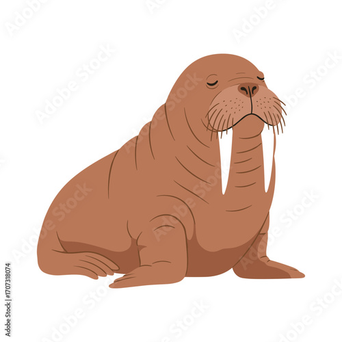 Cartoon walrus with large tusks in a sitting position on a – flat illustration