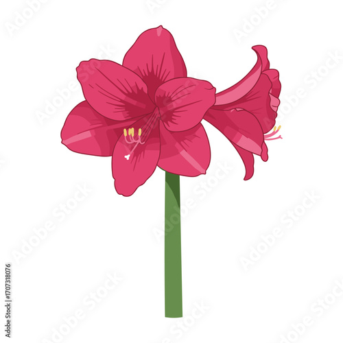 Vibrant pink amaryllis flower blooming on green stem – flat illustration