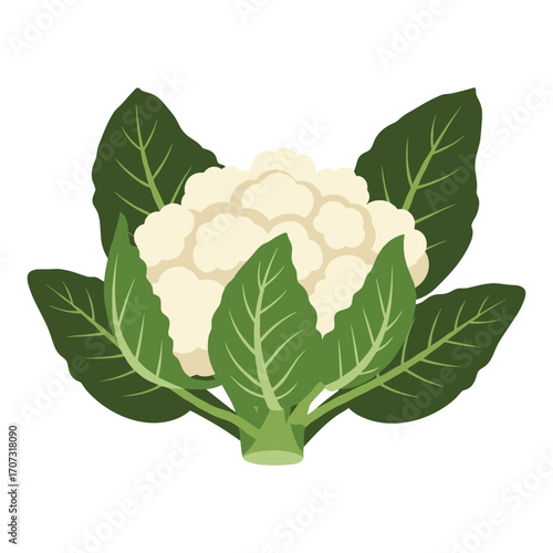 Fresh cauliflower with green leaves – flat illustration