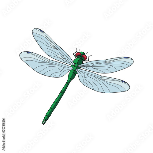 Detailed illustration of a colorful dragonfly with translucent wings – flat illustration