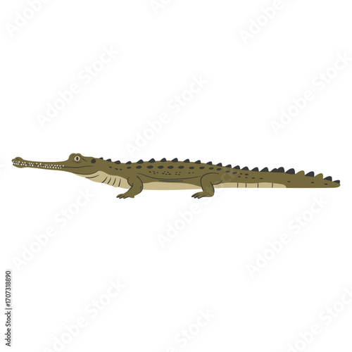 Cartoon crocodile illustration showcasing long body and sharp teeth – flat illustration