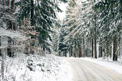 Winter forest covered in snow
